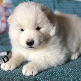 Grey Girl - White female Samoyed puppy in Bearcreek, Montana from Morning Star Samoyeds