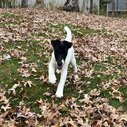 Smooth Fox Terrier Puppies from Misty Hollow