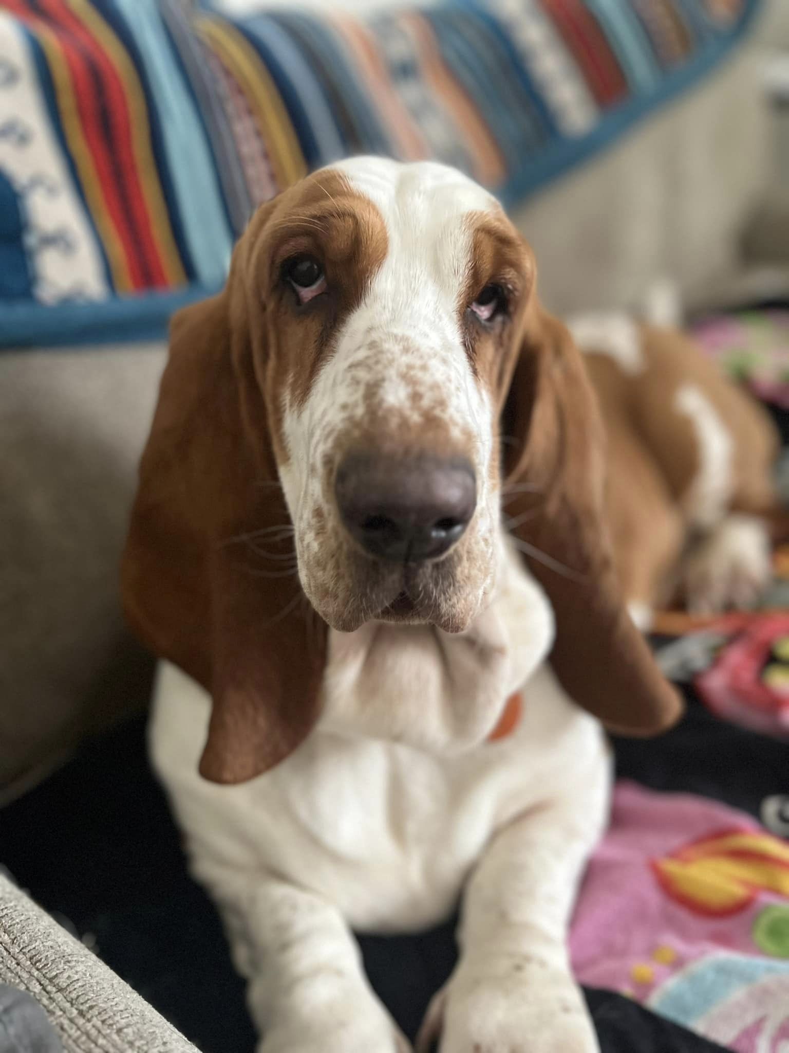 Bumpkin Basset Hounds In Missouri 