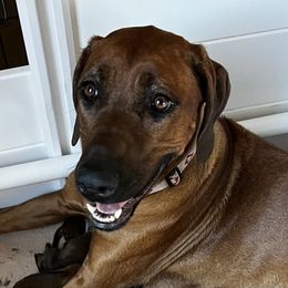 Zuri - Rhodesian Ridgeback