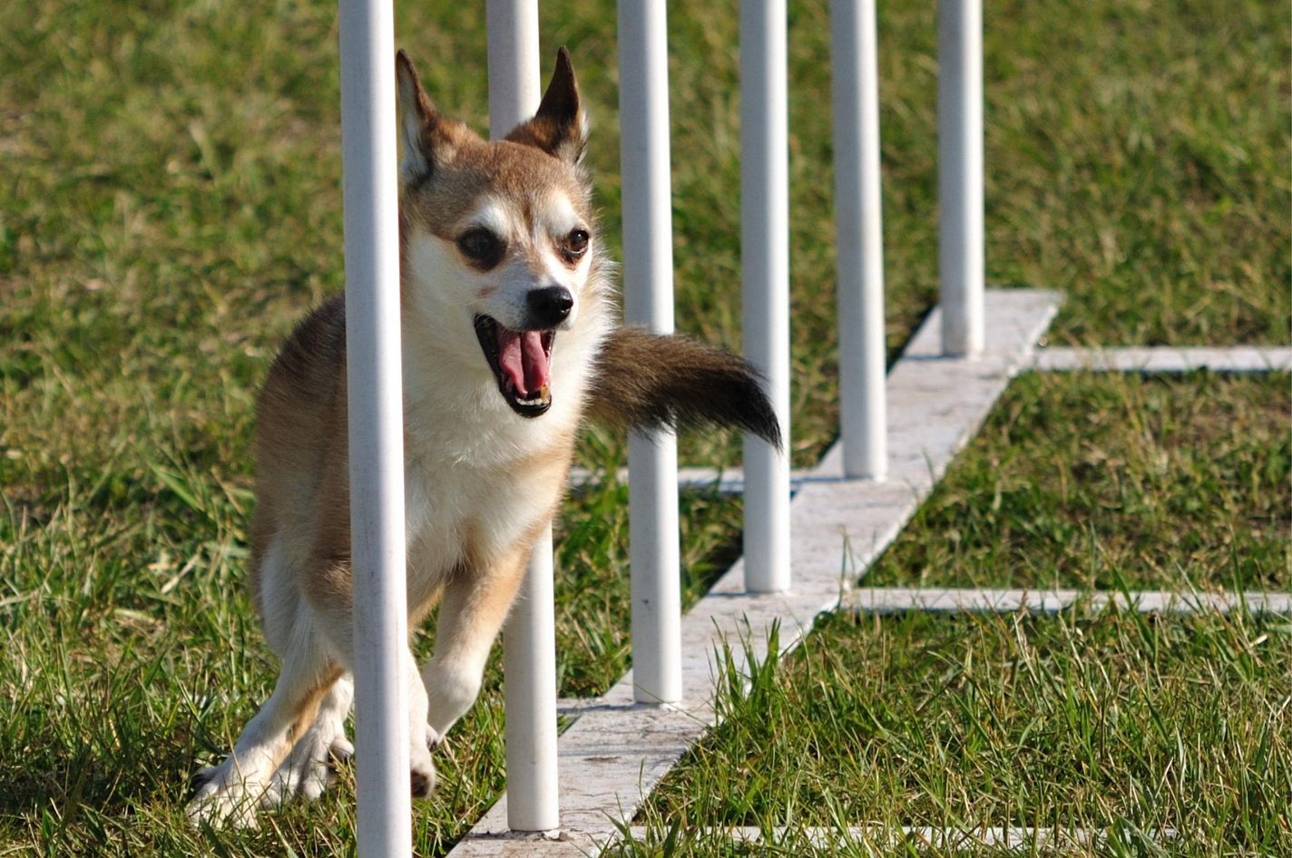 Norwegian Lundehund