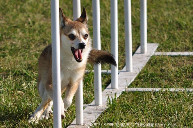 Norwegian Lundehund
