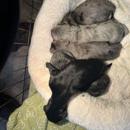 Great Dane Puppies from East Coast Great Danes