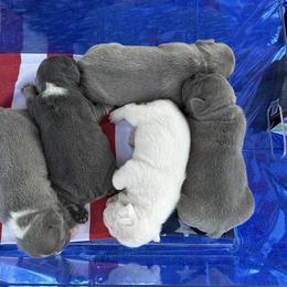 French Bulldog puppies from BlueCairo Frenchies