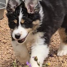 Petra - Black tri-color female Australian Shepherd puppy in Divide, Colorado from Outlaw Farm and Kennel