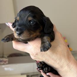 Blue - Black and tan male Dachshund puppy in Meridian, Idaho from Schön Duchshund