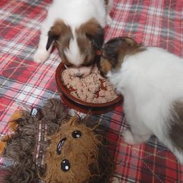 Papillon Puppies from Longwing Kennel