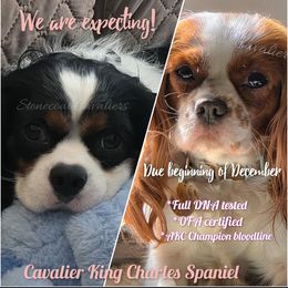 Cavalier King Charles Spaniel puppies from Stonecoal Cavaliers
