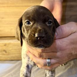 Light Pink - Liver roan female German Shorthaired Pointer puppy in Laurel, Montana from Upland Points Gun Dogs