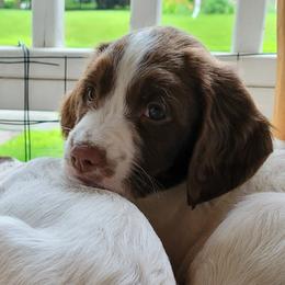 Luke - White and liver male English Springer Spaniel puppy in Davenport, Iowa from Hearthstone Springers