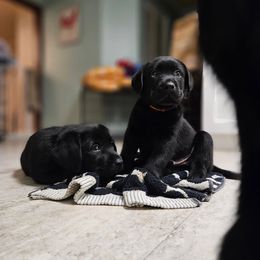 Labrador Retriever Puppies from Majestic Forrest Labradors
