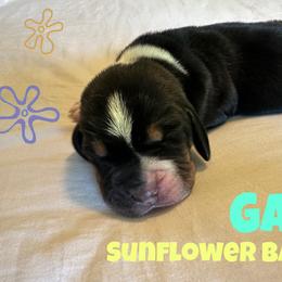 Gary - Brown black and white male Basset Hound puppy in Marianna, Florida from Sunflower Bassets