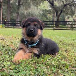 Teal Collar - Black and red female German Shepherd puppy in Micanopy, Florida from Von Bourbon Shepherds