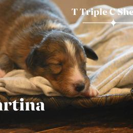 Martina- Yellow collar - Sable and white female Shetland Sheepdog puppy in Gladbrook, Iowa from T Triple C Shelties