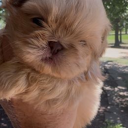 Butter - Cream and white male Shih Tzu puppy in Big Sandy, Texas from Heart and Soul Shih Tzu
