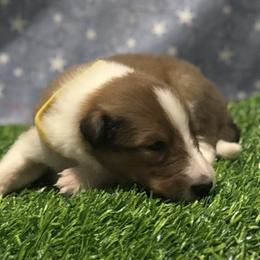 Hudson - male Scottish Collie puppy in Newcastle, Wyoming from 7K Collies