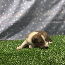 Hudson - male Scottish Collie puppy in Newcastle, Wyoming from 7K Collies