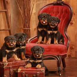 Rottweiler Puppies from Sharp Ridge Rottweilers