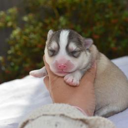 Kyzu - Silver male Pomsky puppy in Coos Bay, Oregon from Ocean View Pomskies