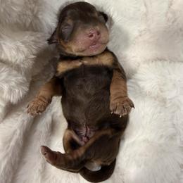 Valentino - Liver male Miniature Schnauzer puppy in Silver Creek, Mississippi from Mamie’s Minis, LLC