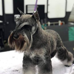 Miniature Schnauzers from Incendio Miniature Schnauzers