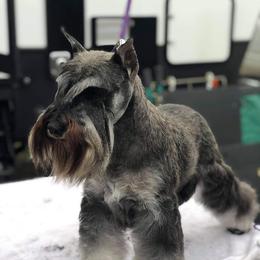 Miniature Schnauzers from Incendio Miniature Schnauzers