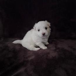 Biscuit - White female Coton de Tulear puppy in Timber, Oregon from Sterling’s Sweet Cotons