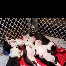 Boston Terrier and Boxer Puppies from CC'S Boston Babies