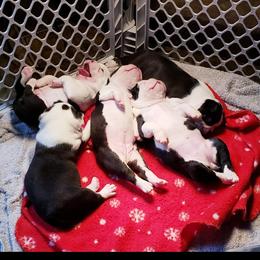 Boston Terrier and Boxer Puppies from CC'S Boston Babies