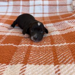Spook - Black and cream male Dachshund puppy in Guthrie, Kentucky from Triple T Dachshunds