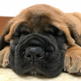 Mastiffs from Kasota Farm