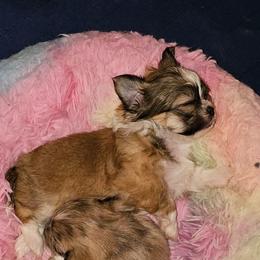 Boy 1 SC - Black sabled fawn male Chihuahua puppy in Meridian, Oklahoma from Crazy Love Kennels