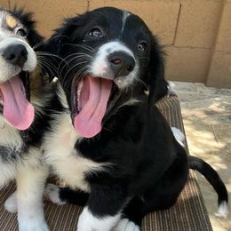 Australian Shepherds from Queen Creek Aussies