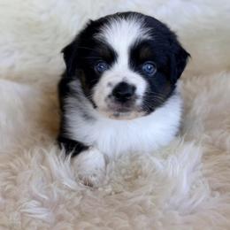 Aussiedoodle and Toy Australian Shepherd Puppies from Bar 4 Aussies