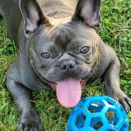 French Bulldogs from Bussin Bullies