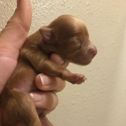 Ember - Red female Russian Toy puppy in Boise, Idaho from Nesting Dolls