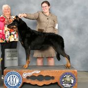 Margaux - Beauceron