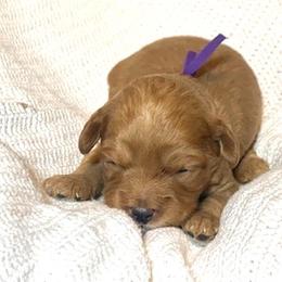 Krewe - Red male Australian Labradoodle puppy in Spring City, Tennessee from Beck ‘N Ridge Australian Labradoodles