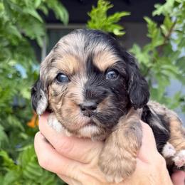 Maverick - Merle male Cavapoo puppy in Tucson, Arizona from Adored Poodle & Doodles