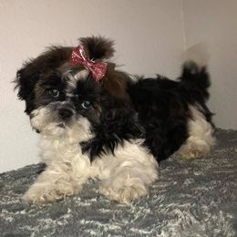 Shih Tzus from Debbie’s Precious Shih Tzu’s