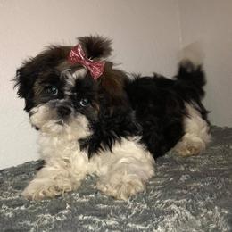 Shih Tzus from Debbie’s Precious Shih Tzu’s