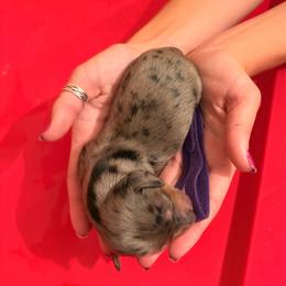Monica - Dapple female Dachshund puppy in Broomfield, Colorado from Jessi’s Longdog Lounge