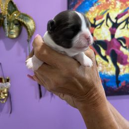 Chihuahua Puppies from King Chihuahuas