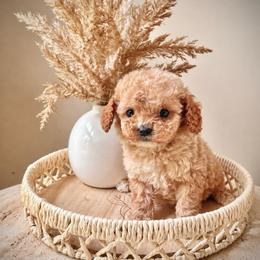 Collin - Apricot male Cavapoo puppy in Danielsville, Georgia from Meg's Doodles and Poodles