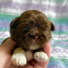 Maple - Chocolate female Shih Tzu puppy in Geneva, Florida from Shih Tzu’s Creek