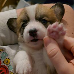 Lassie - Red female Pembroke Welsh Corgi puppy in Palm Bay, Florida from Space Coast Corgi