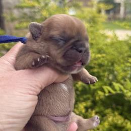 Mac - Fawn and white male French Bulldog puppy in Willis, Texas from Grandiose Frenchies