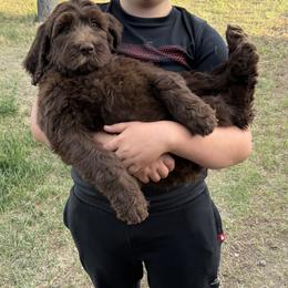 Saint Berdoodle Puppies from Badland St. Berdoodles LLC