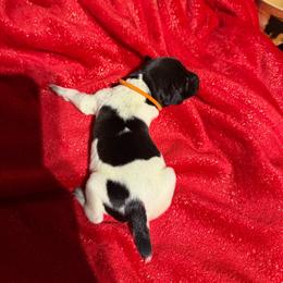 Orange - Black roan male German Shorthaired Pointer puppy in Jackson, Georgia from Rosengrace Gsps (formerly Tiner GSP’s)