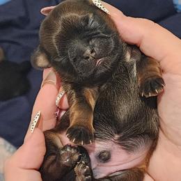 Shih Tzu Puppies from Shih Tzus of Gilbert